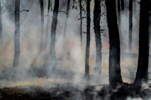 Smoke drifts through a forest with charred trees, creating a hazy atmosphere. The ground is darkened, and the scene suggests a recent fire with lingering smoke among the silhouettes of the tree trunks.