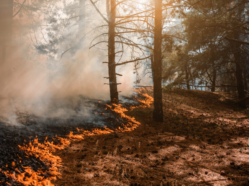 A forest fire with flames spreading along the ground, consuming dry leaves and pine needles. Smoke rises into the air, while sunlight filters through the trees, casting a warm glow over the scene.