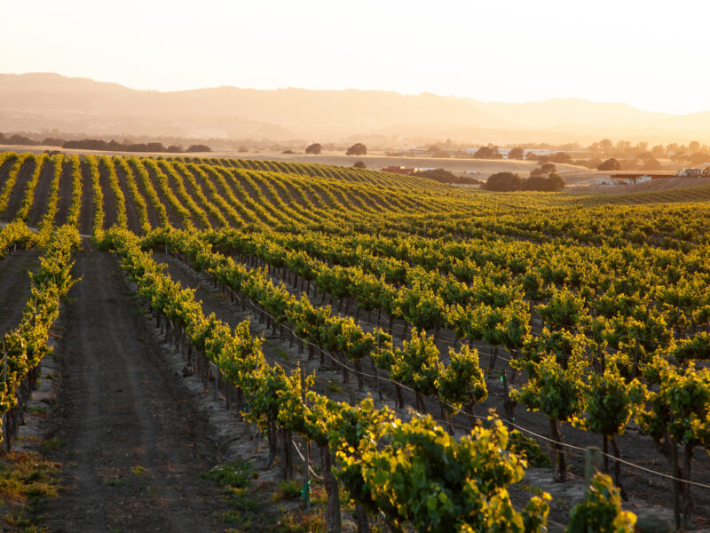 A scenic view of a vineyard at sunset, with rows of grapevines stretching into the distance. The sky is glowing with warm golden hues, and the landscape features rolling hills in the background.