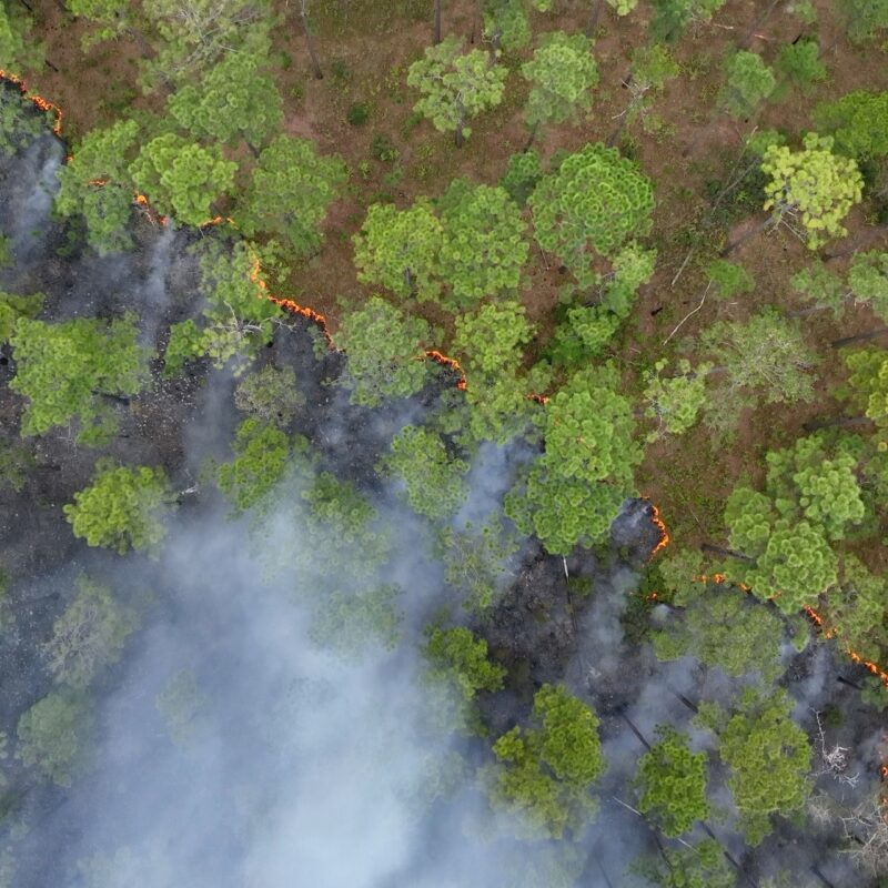 Aerial view of a forest fire: smoke billows from the burning trees, which are mostly green and lush, with flames visible along the edge of the fire line. The contrasting colors highlight the impact of the blaze on the forest.